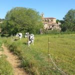 Imatge de Llofriu amb el campanaret al fons i una camp amb tres vaques pasturant a primer pla.