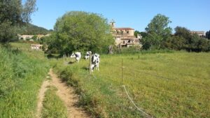 Imatge de Llofriu amb el campanaret al fons i una camp amb tres vaques pasturant a primer pla.
